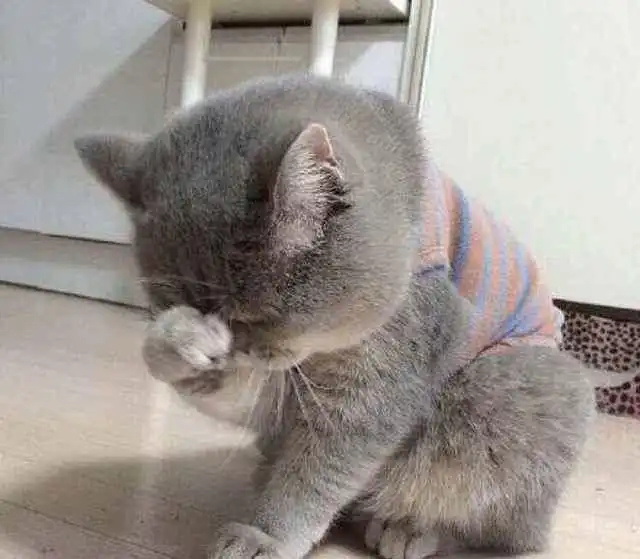 看看喵星人记仇的小表情,不好好处理,铲屎官就要失去可爱的喵啦 看看喵星人记仇的小表情,不好好处理,铲屎官就要失去可爱的喵啦