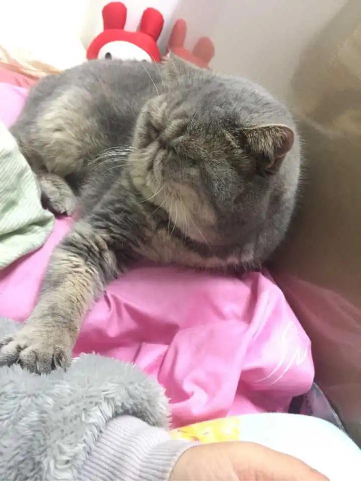  表情养异国短毛猫加菲猫是一种怎样的体验表情