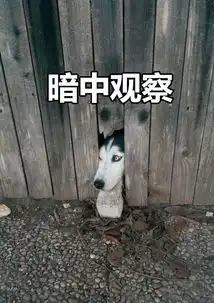 狗狗暗中观察搞笑表情包换个姿势暗中观察