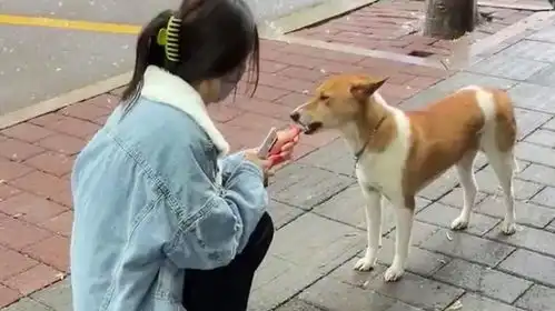  只是顺手投喂了几次流浪狗,它却要把自己的孩子托付给女子,感人