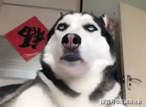  被狗子爱着的小细节,这也太治愈了吧