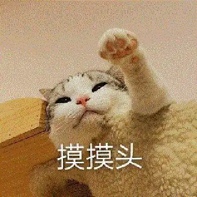  猫咪来教你如何跟男朋友撒娇