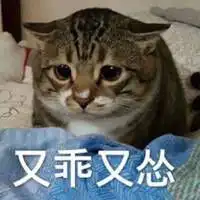  又乖又怂表情包微信头像图片大全