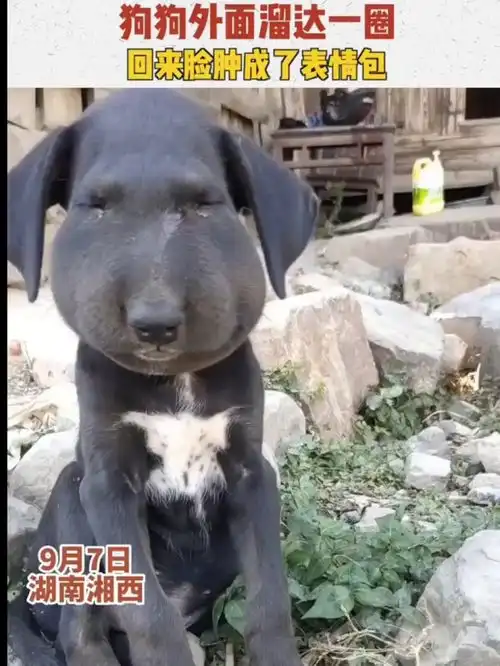  狗狗外面溜达一圈被马蜂蛰成了表情包