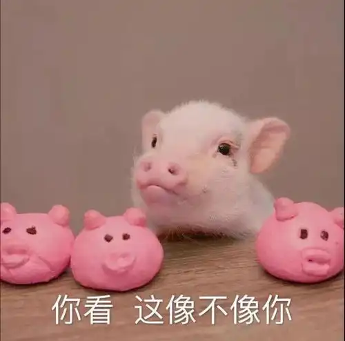  表情包吓得我抓住了咪咪