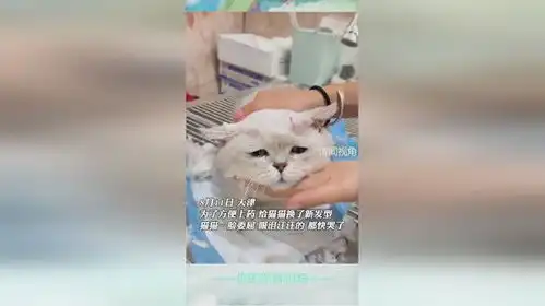  为了方便上药给猫猫换了新发型猫猫一脸委屈眼泪汪汪的都快哭了