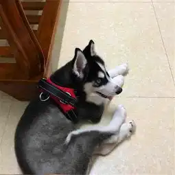  哈士奇看上了主人的大床这反应,结果被主人教训后这表情