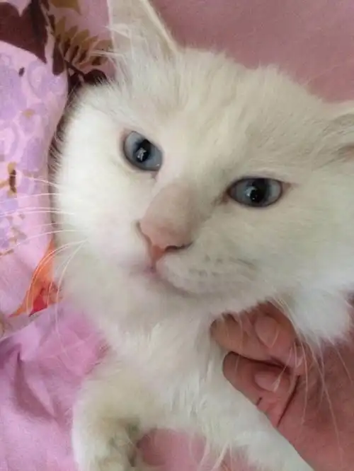 表情怎么判断一只奶猫长大之后好不好看知乎用户的回答表情 表情怎么判断一只奶猫长大之后好不好看知乎用户的回答表情