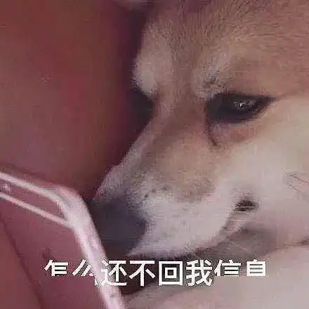 隐藏图表情包我喜欢你舔