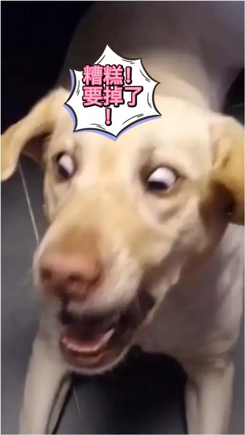  不是沙雕不聚头铲屎官与萌宠狗子投食互动,无奈翻车,狗狗的表情却逗笑众人