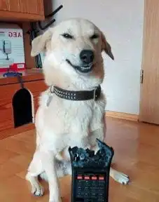  狗狗做错事后的表情,网友最后1只估计会被炖了