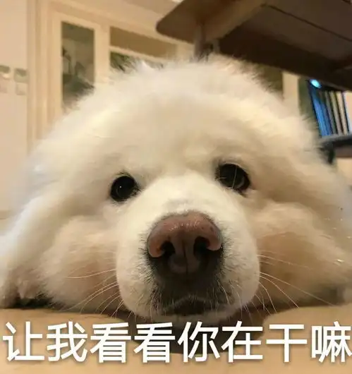 沙雕狗子表情包丑狗