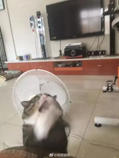  我要掉下去了快救朕
