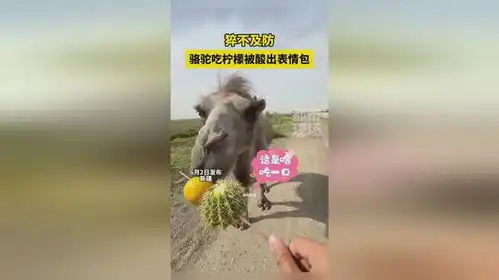  骆驼吃柠檬被酸出表情包