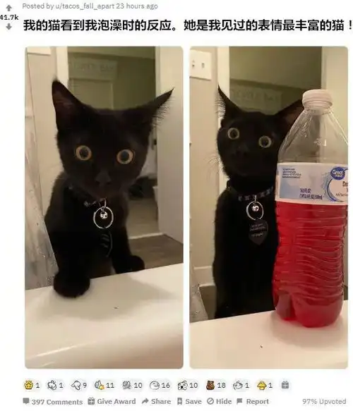  看到主人在洗澡,猫就会露出这种表情,太可爱了