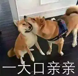  吃饭时,狗狗突然咬住猫咪的头,旁边小奶猫吓坏了该不会咬我吧