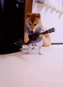  会移动的表情包这只戏精柴犬charmy堪称卖萌典范