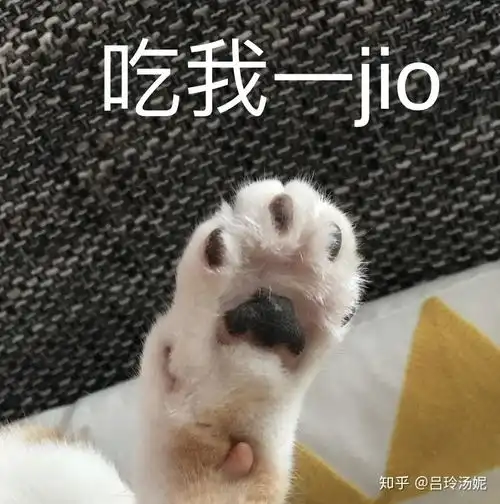 猫沙雕表情包头像