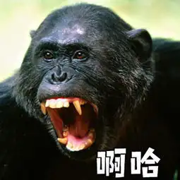  大猩猩表情包大猩猩微信表情包大猩猩qq表情包发表情fabiaoqing.com