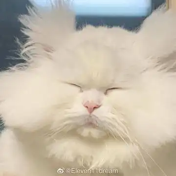 什么都放进来