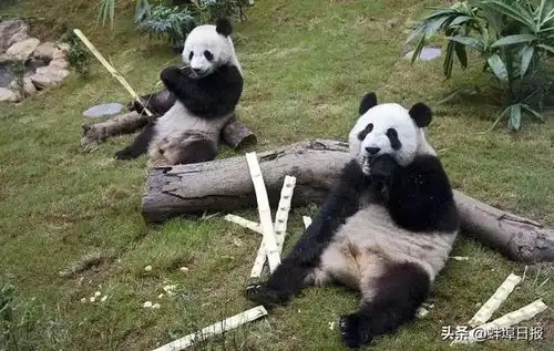  刘德华,获授勋