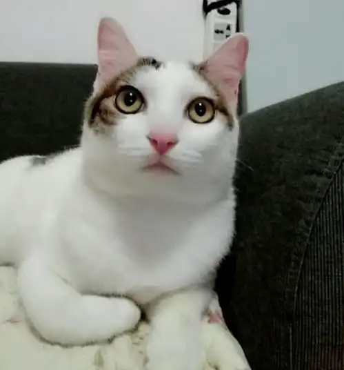  新手养猫,有几个误区是你比较容易犯的不赶紧自查一下