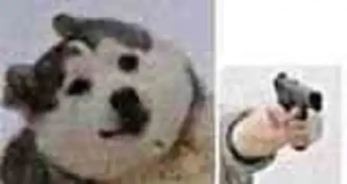 沙雕狗子表情包养狗