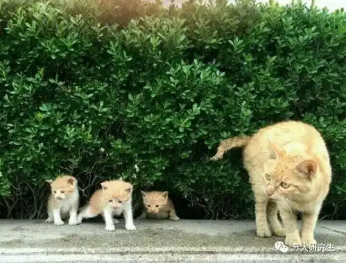  蛤,你竟然还没有苏大猫的专属斗图表情包