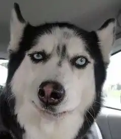 哈士奇表情包动图秋田