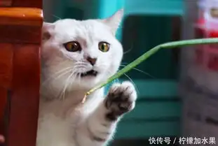  萌萌的英短银渐层,主人用葱逗它,最后被猫咪的表情逗笑了
