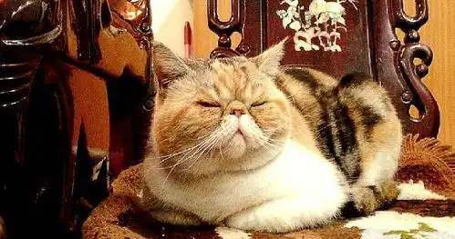  深受宠主喜欢的异国短毛猫,加菲猫的原形,天生是可爱的萌物