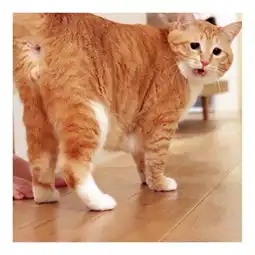  霓虹国一只叫做guppy的胖橘爆红网络,可以说是丧萌丧萌的...