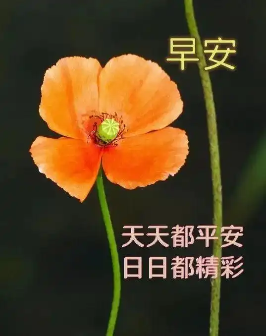 早上好表情包可爱祝福语