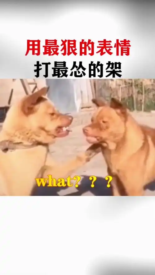 用最狠的表情打最怂的架 用最狠的表情打最怂的架