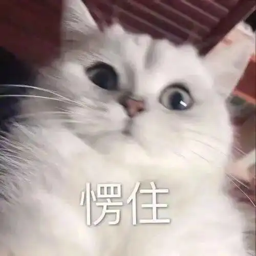  沙雕表情挎起个小猫批脸