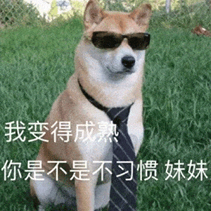  这是我见过最会安排自己狗生的狗