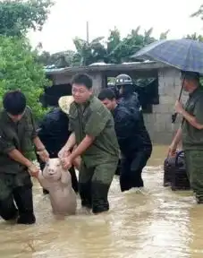  台风中救出来的猪表情包高清下载从台风中救出来的猪被做成表情包完整版腾牛下载