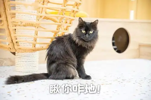  饮料免费畅饮switch畅玩这家猫咖不一般