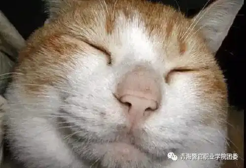  青警团宣警院学生的表情包