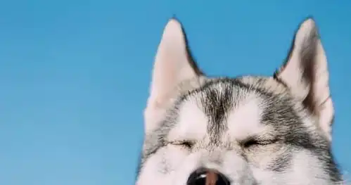  盘点最臭和最不臭的4种狗,很多人的狗上榜了