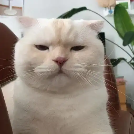  猫咪也会生气猫咪生气是什么表现猫生气该怎么办