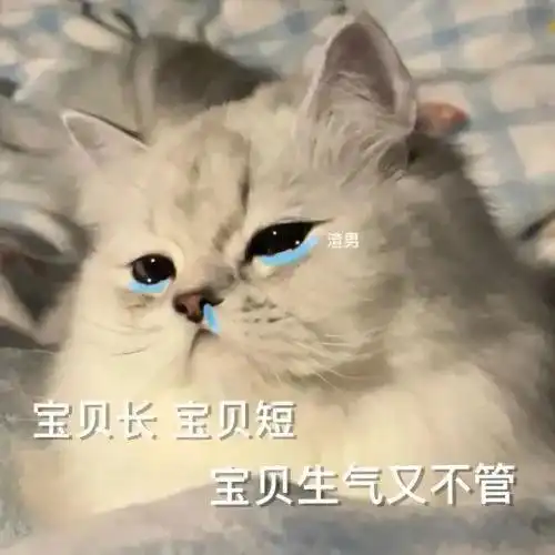  黑猫舔爪表情包微信怎么搜今日头条