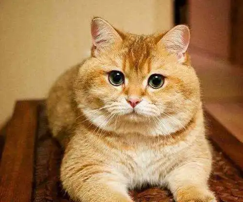 作为过来人,劝你不要轻易养橘猫