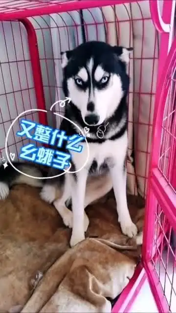  哈士奇在家不老实,听到这两个字立马认怂,不信你试试