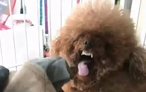  泰迪犬这几个行为不是在撒娇,而是在向宠主求救,一定要注意表情