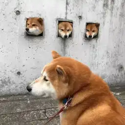  你的表情包里有这三只柴犬吗竟然真成了景点