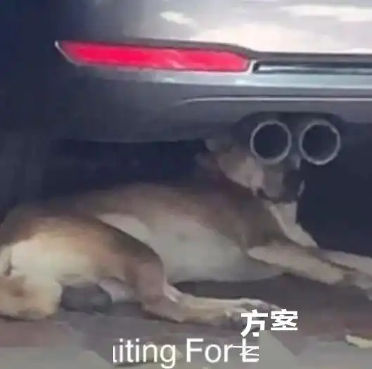  速看2020厦外多语种面试考什么还有高中特长生招生方案陆续公布