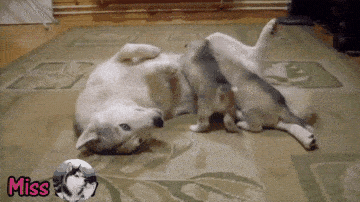  哈士奇出门浪不小心怀孕当了妈,带娃的表情很搞笑