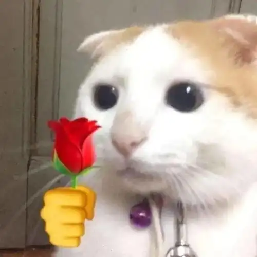  表情包丨敲可爱猫咪表情包