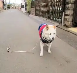  虽然铲屎官让我对狗生很困惑,但是我真的很爱他...